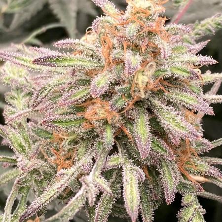 Frosty’s Purple Freak (Khalifa)