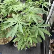 Platinum IX (In House Genetics)