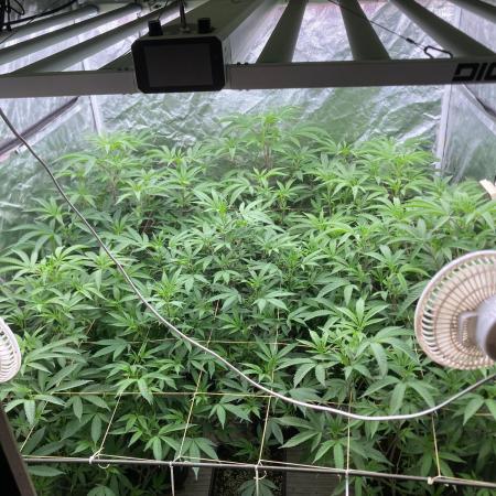 AtomicJelly#1 Clones (In House Genetics)