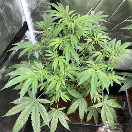 BTY47 x Manna Mountain (ttowncultivator)