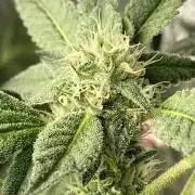 Rainbow Marker #2 (LIT Farms)