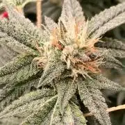 Rainbow Marker #6 (LIT Farms)