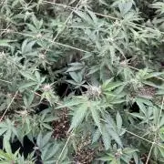 CN#6 Pora’s Purple Clones (Relentless)