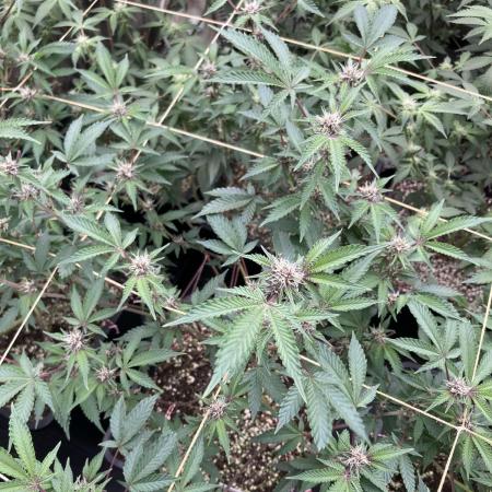 CN#6 Pora’s Purple Clones (Relentless)
