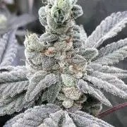 Gas Cream Runtz Clones (LIT Farms)