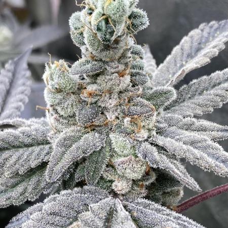 Gas Cream Runtz Clones (LIT Farms)