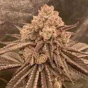 Glazed Pastries (In House Genetics)