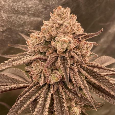 Glazed Pastries (In House Genetics)