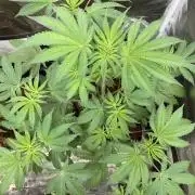 FrozayPie x MannaMountain (ttcultivator)