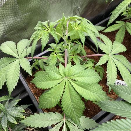 Trich Beast (Solfire Gardens)