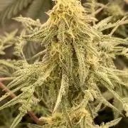 Frosty’s Purple Freak (Khalifa)
