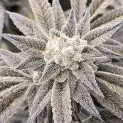 Pink Runtz x Hollywood (Cookies)