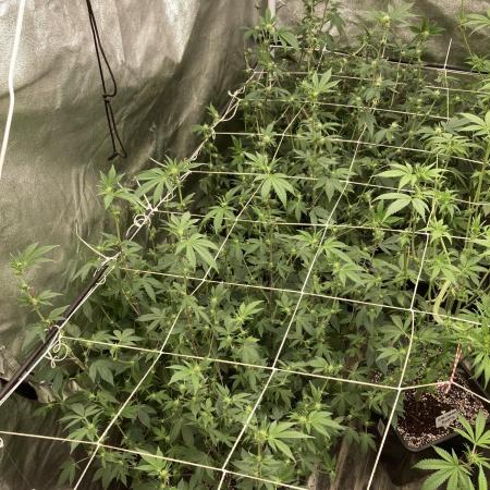 Rainbow Gelato Clones (Wizard Trees)