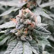 Do-lato V2 (In House Genetics)