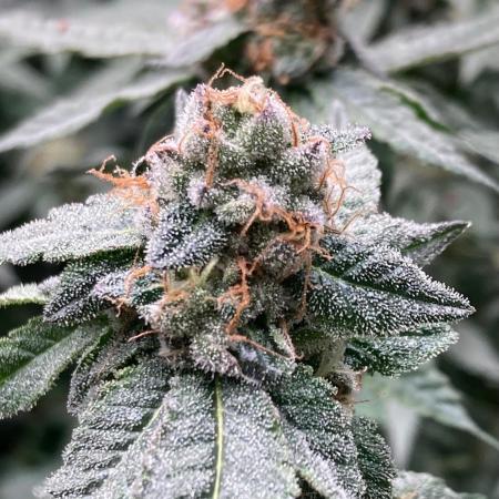 Do-lato V2 (In House Genetics)