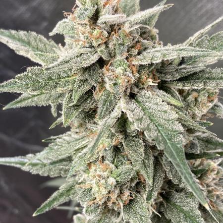Sour Crinkle (Mephisto Genetics)