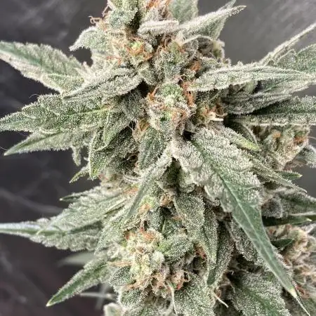 Sour Crinkle (Mephisto Genetics)