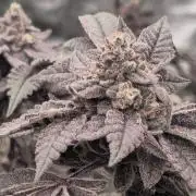 Black Rainbow (LIT Farms)