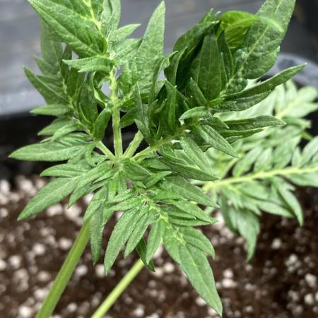 Frosty’s Purple Freak (Khalifa)