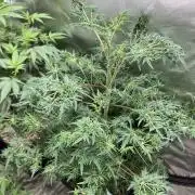 Frosty’s Purple Freak (Khalifa)