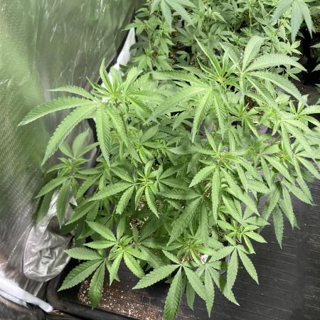 Apples & Bananas x Zoda (Umami Seed Co)