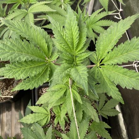 Chrome Dome (Compound Genetics)