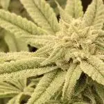 Pink Runtz x Hollywood (Cookies)