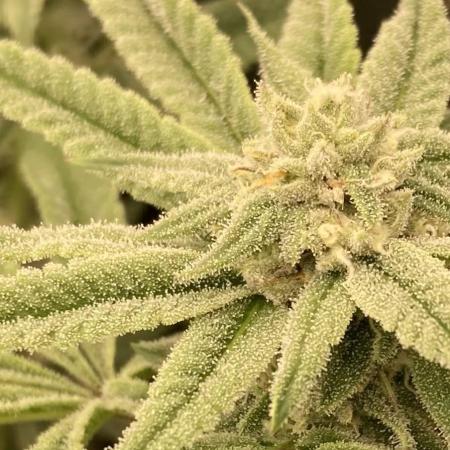 Pink Runtz x Hollywood (Cookies)