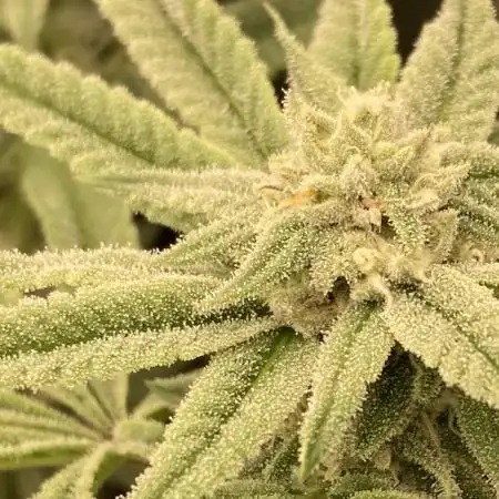 Pink Runtz x Hollywood (Cookies)