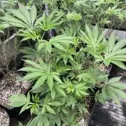 Pineapple Mojito S1