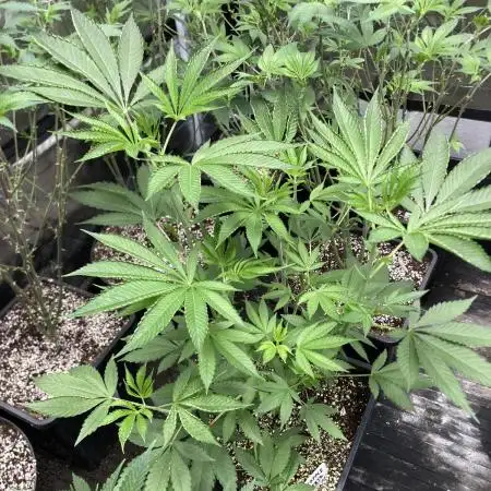 Pineapple Mojito S1