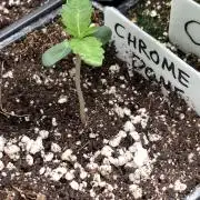 Chrome Dome (Compound Genetics)