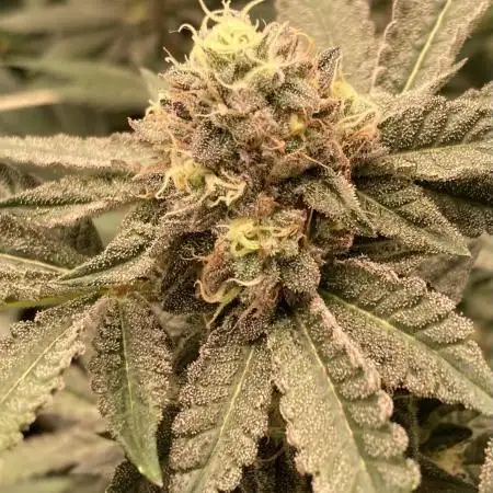 Motor OG #3 Clones (LIT Farms)
