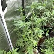 Do-lato V2 (In House Genetics)