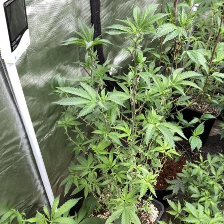 Do-lato V2 (In House Genetics)