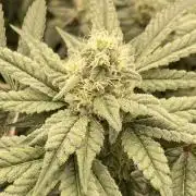 Gas Cream Runtz (LIT FARMS)