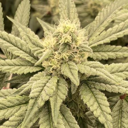 Gas Cream Runtz (LIT FARMS)