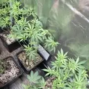 White Rhino (Green House Seeds)