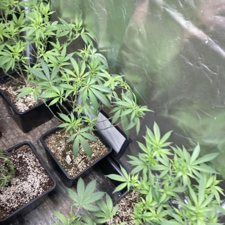 White Rhino (Green House Seeds)