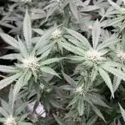 BlackCherry Punch (In House Genetics)