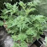 Frosty’s Purple Freak (Khalifa)