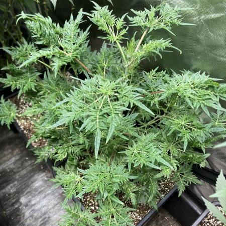 Frosty’s Purple Freak (Khalifa)