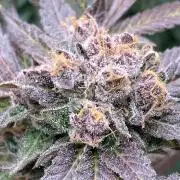 BlackCherry Punch (In House Genetics)