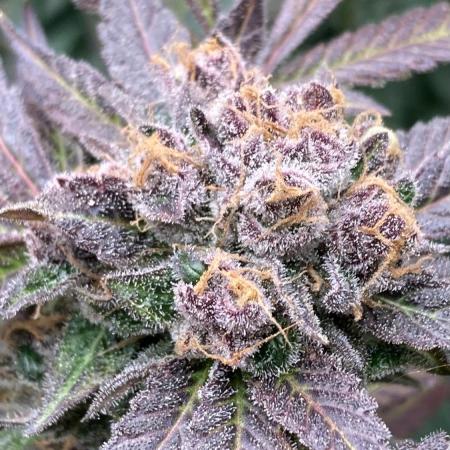 BlackCherry Punch (In House Genetics)