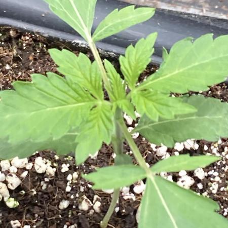 Gas Cream Runtz (LIT FARMS)