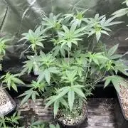 Black Rainbow (LIT Farms)