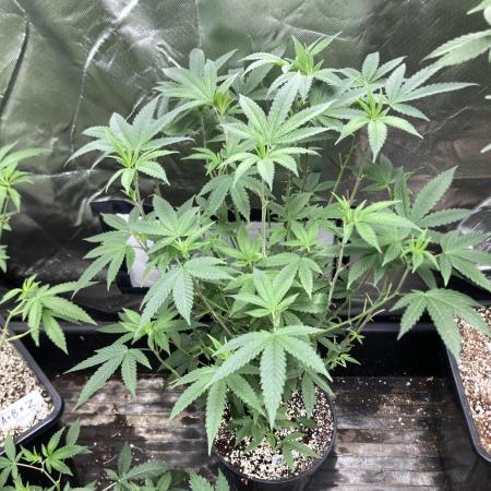 Black Rainbow (LIT Farms)