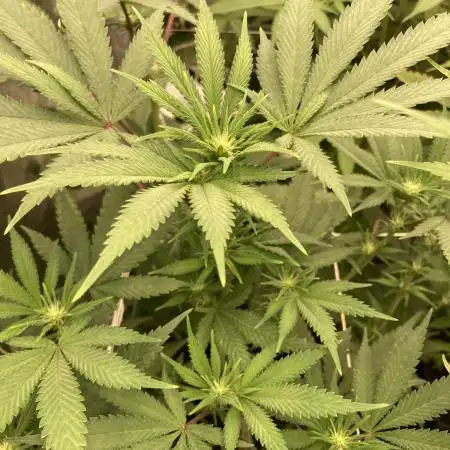 PlatinumZ (In House Genetics)