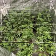 Animorph Mints ‘My Keeper Cut’