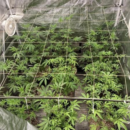 Animorph Mints ‘My Keeper Cut’